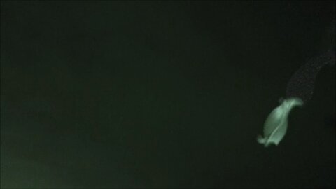 UFO IDENTIFIED Barbell ET Drones Over Adelaide 30, 31 August 2025