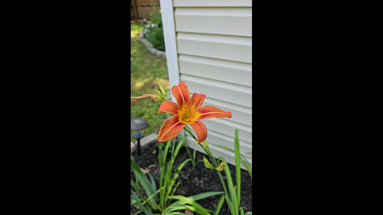 Orange Lilly