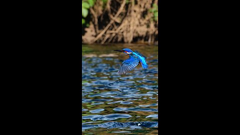 The beauty of the Kingfisher