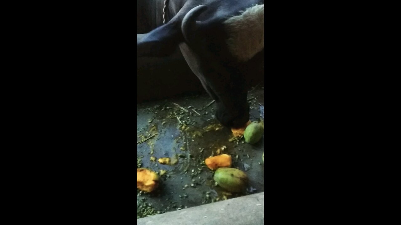 pet lover