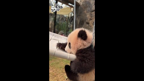Baby panda swinging 🐼