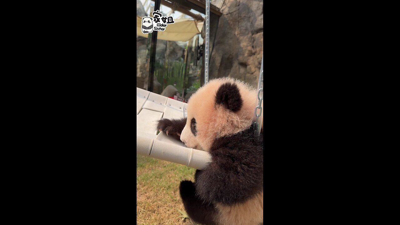 Baby panda swinging 🐼