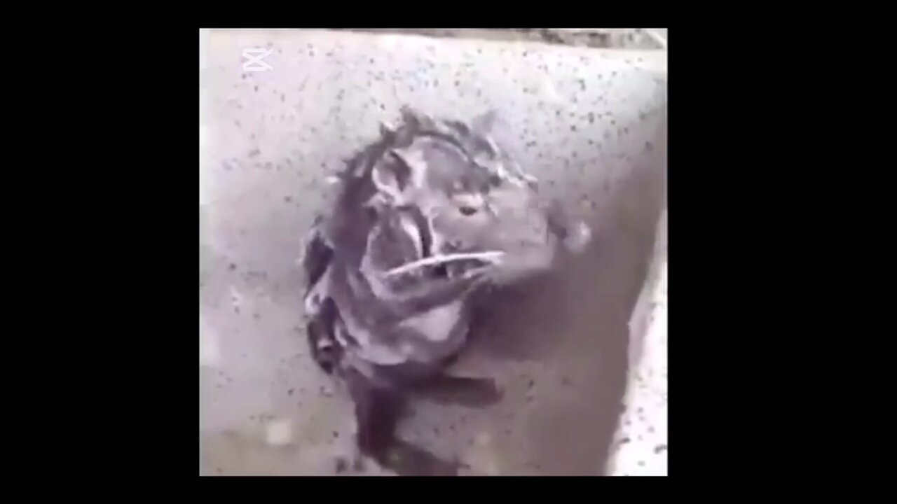 Rata bañándose.