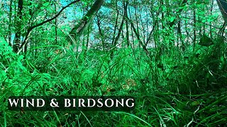 Wind Sounds & Birdsong in Wetlands • Natural Nature Ambience for Relaxation | 4K