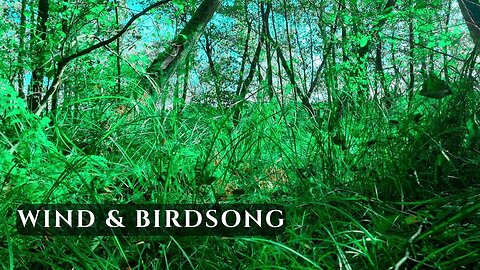 Wind Sounds & Birdsong in Wetlands • Natural Nature Ambience for Relaxation | 4K