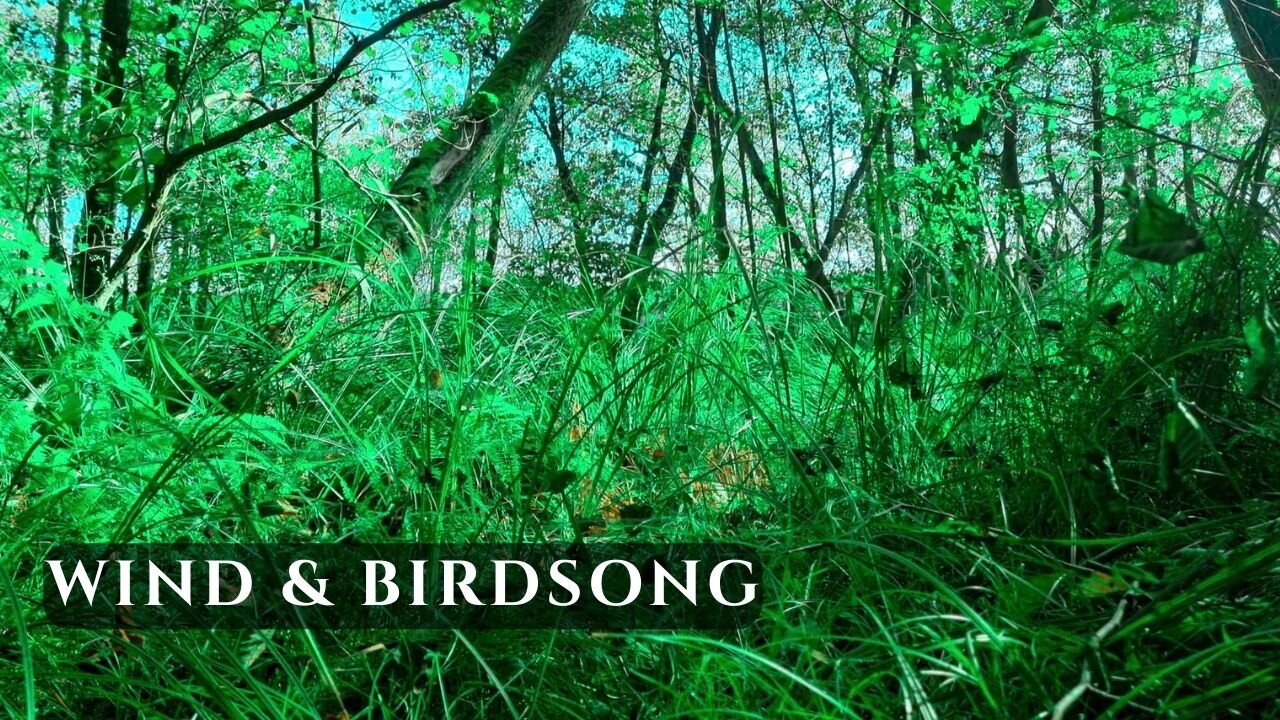 Wind Sounds & Birdsong in Wetlands • Natural Nature Ambience for Relaxation | 4K