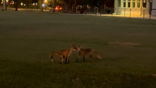 Foxes Spotted Near Lincoln Memorial in Washington, D.C.