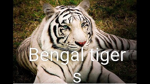 Bengal tigers