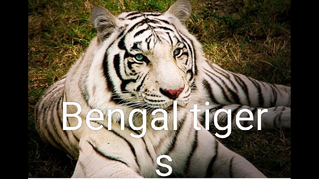 Bengal tigers