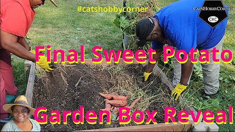 Final Sweet Potato Garden Box Reveal - #catshobbycorner #seo #gardening #motivation