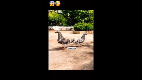 funny comedy video show