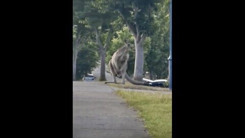 😱🦘Caught on Camera: What This Kangaroo Did Is Insane!