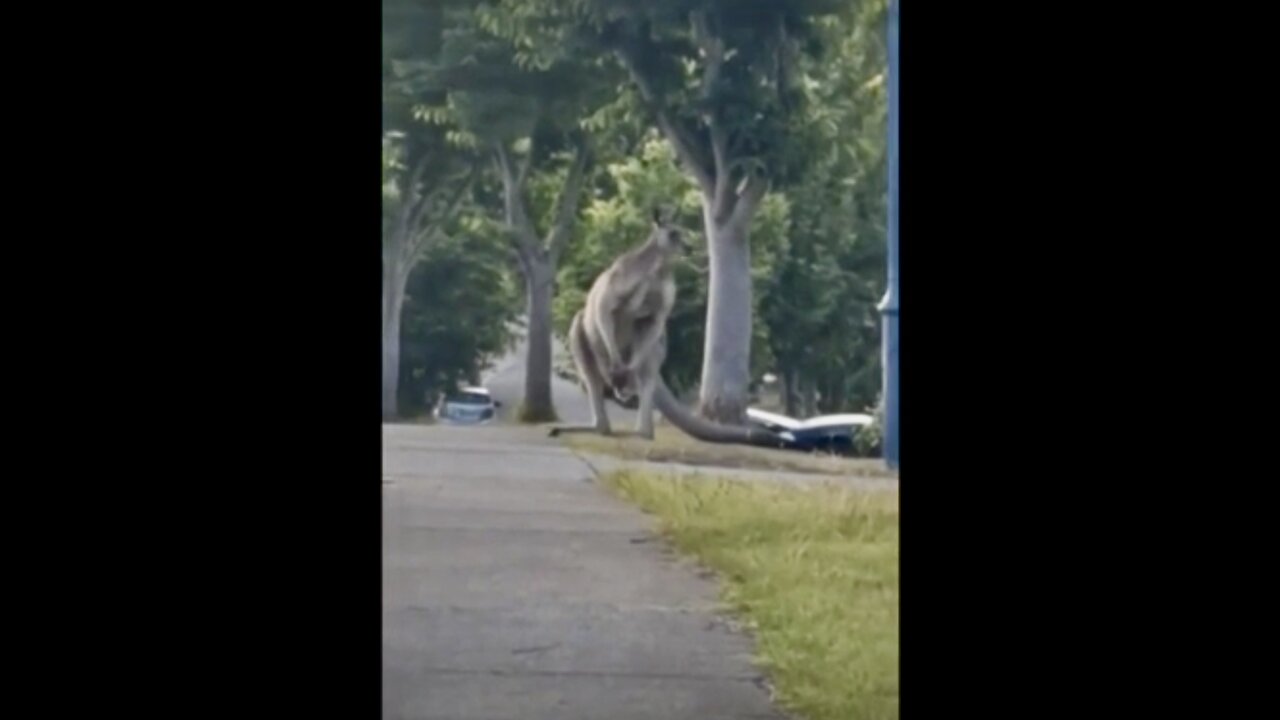 😱🦘Caught on Camera: What This Kangaroo Did Is Insane!