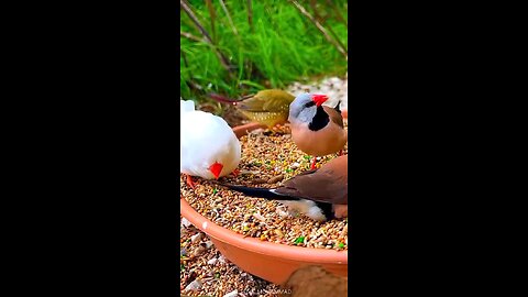 Most Beautiful Birds #trending #viral #birds #beautiful #sound 1,425 FORGOTTEN
