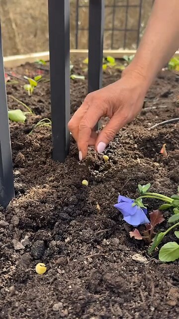 Soil Serotonin Connection