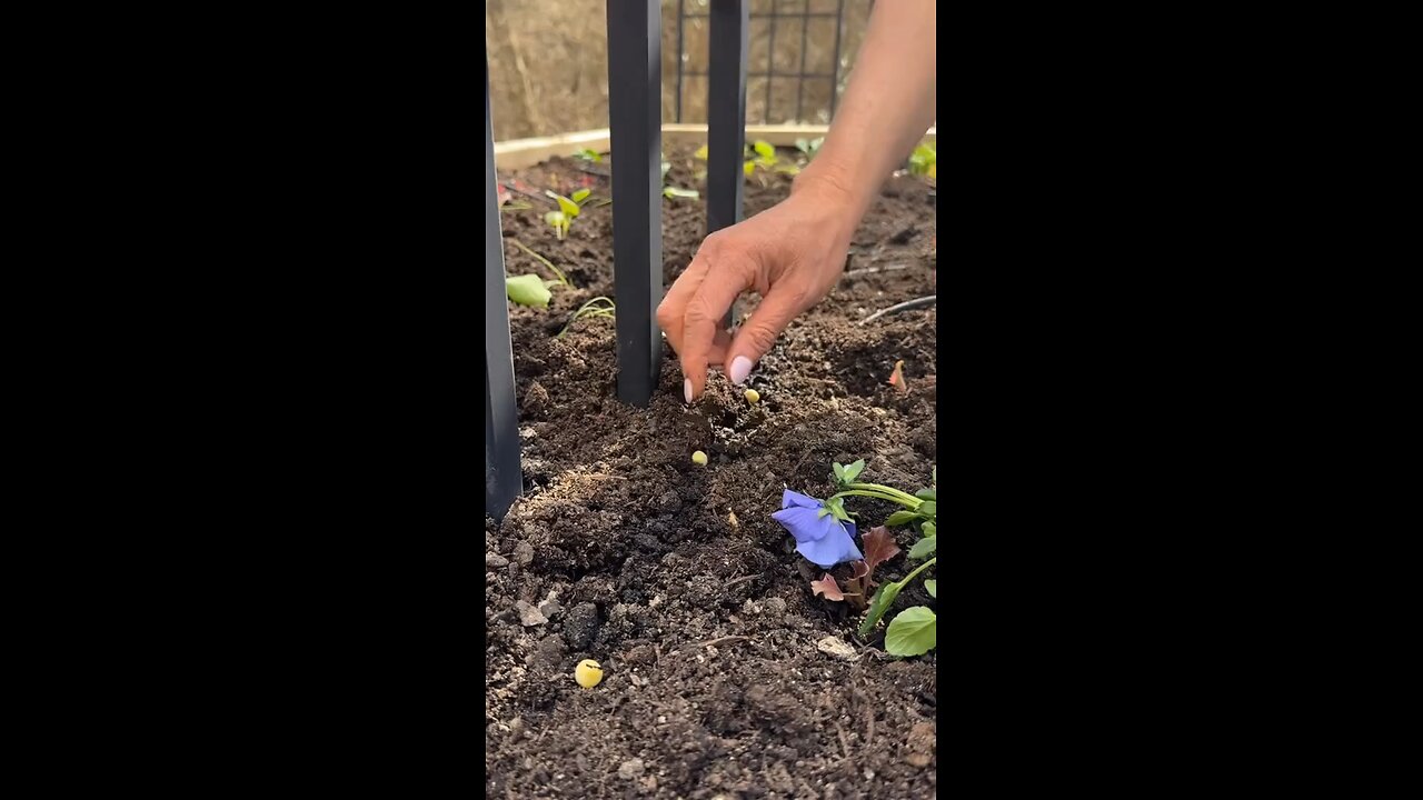Soil Serotonin Connection