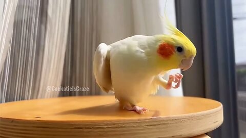 Adorable Cockatiel Pete serenading with Dancing foot 💖🦜🎶