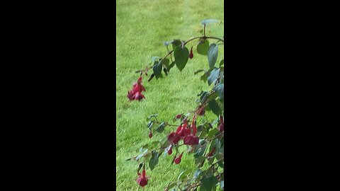Humming Bird #2
