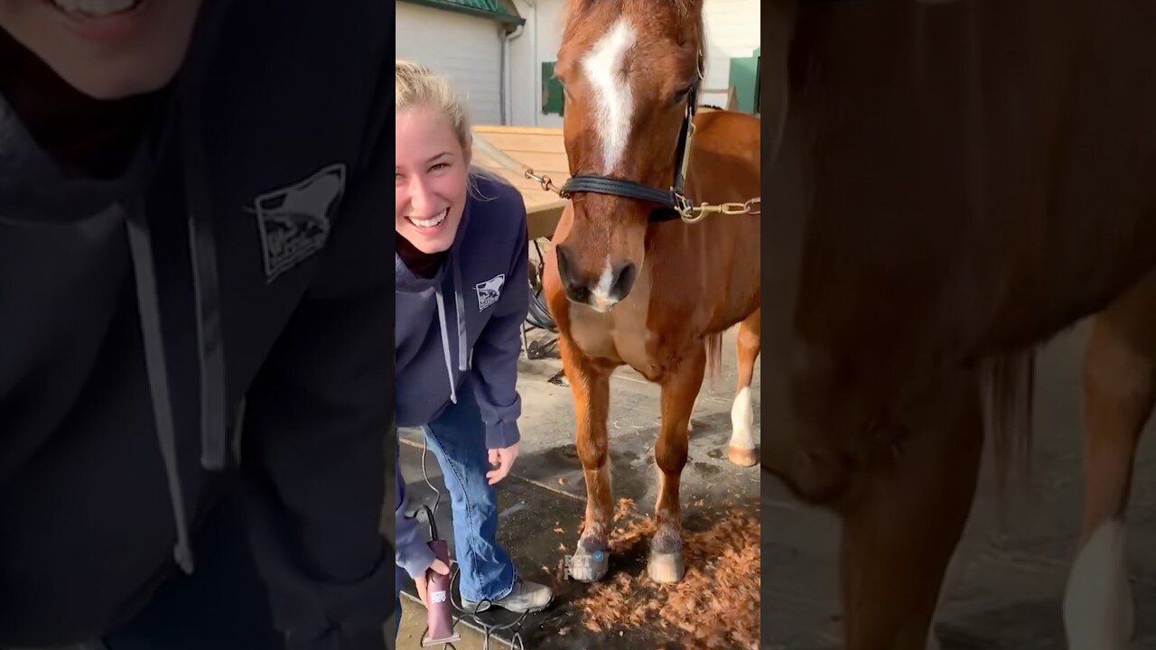 Funny Animals Complication #funnyanimals #animals #pets #shorts