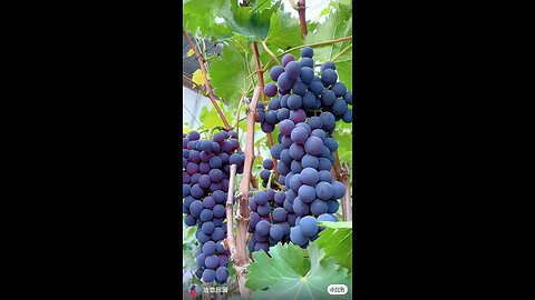 best for health