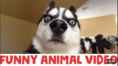 (IMPOSSIBLE) TRY NOT TO LAUGH - FUNNY ANIMAL COMPILATION