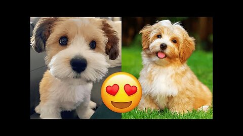 Havanese — Cute And Hilarious Videos And Tik Toks Compilation