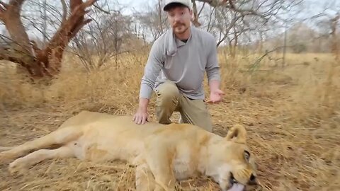 “Lion Nearly Dies from Tooth Infection — Heroic Emergency Surgery Saves His Life!”