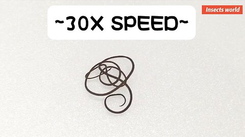 #insects world,can #parasite untie a bow knot?let's see, lmao