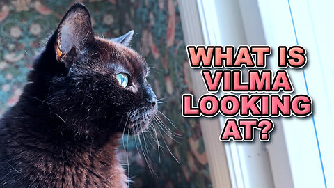 Why Is My Cat So Captivated?