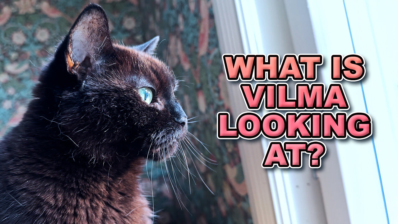 Why Is My Cat So Captivated?