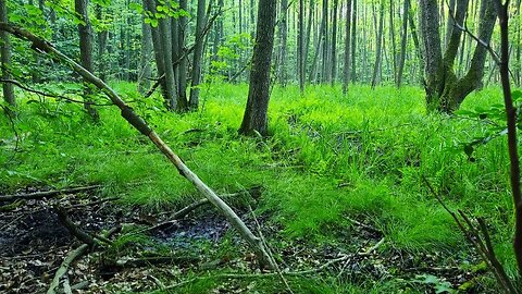 Wild Forest & Mysterious Swamp Sounds ¦ Nature Sounds for DEEP SLEEP ¦ Birdsong & Primal Ambiance