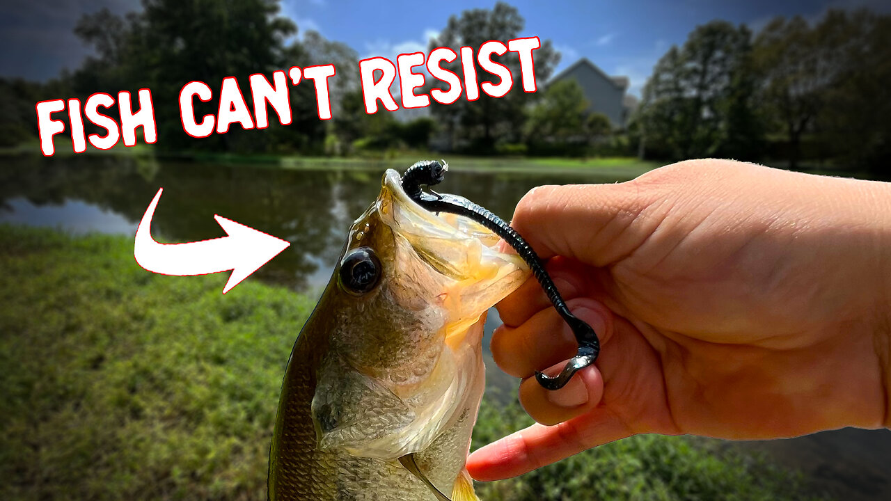 Mule Fishing Jack Worm - A Fishing Lure That Can Do It ALL!