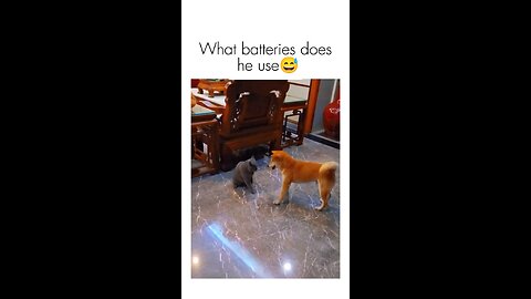 Energiser doggy