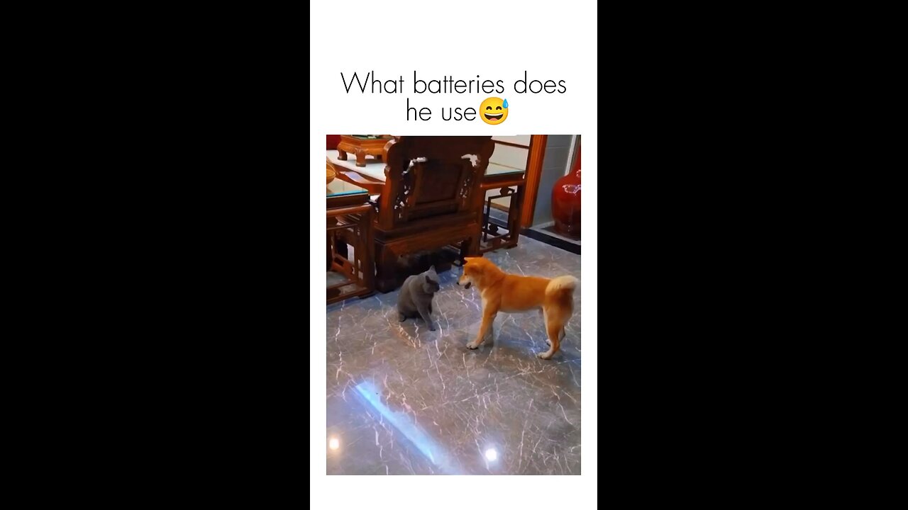 Energiser doggy