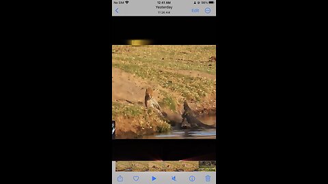 Lepord meet crocodile