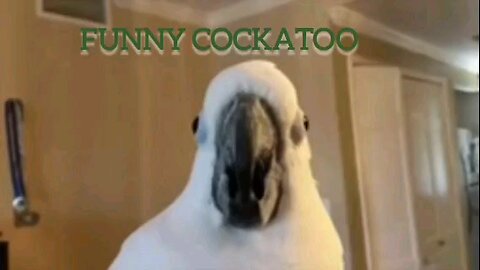 Chatty Cockatoo Cracks Us Up with HILARIOUS Tunes! 😂🐦 | Must-See Moments!