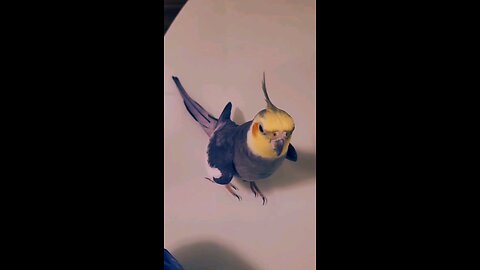 Cocktail parrot best singing