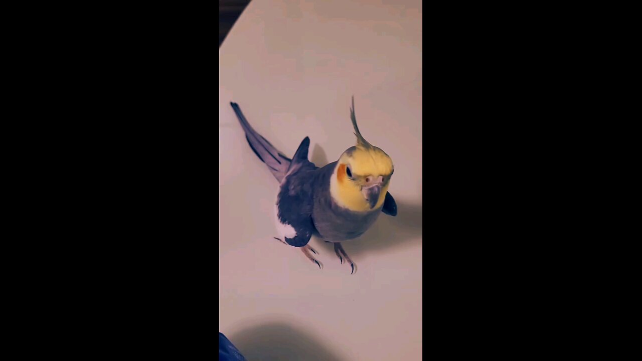 Cocktail parrot best singing