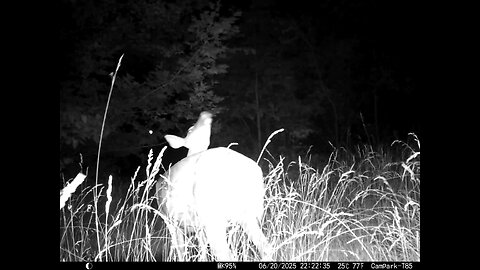 Deer Cam 06-20-2025 Deer Checking Wind. Game Cam Trail Cam