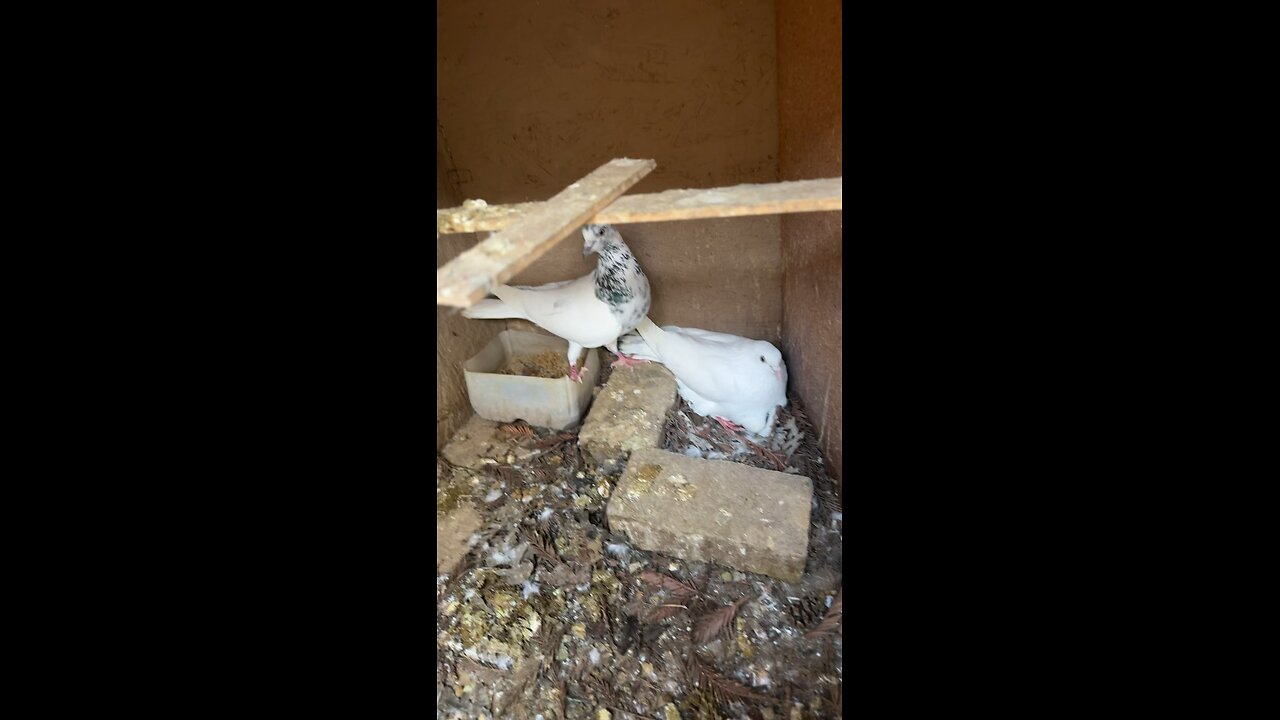 Pigeon hatching egg