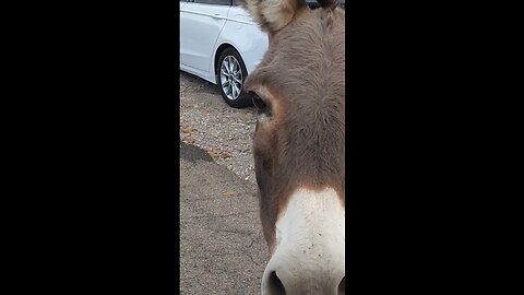 Wild Donkeys in this small Arizona town!