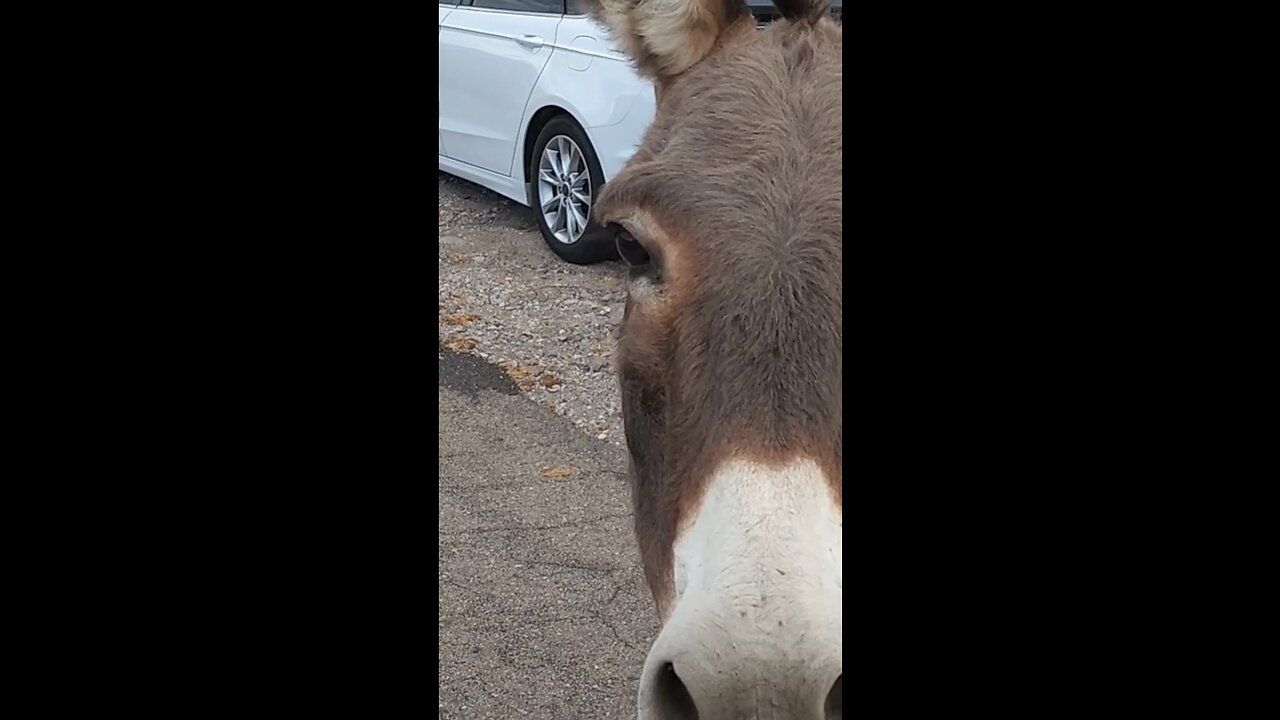 Wild Donkeys in this small Arizona town!