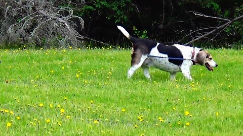 Bandit