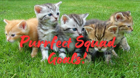 The Purrfect Gang: When Cats Stick Together!| Pawfect LOLs #18