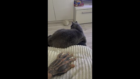 Funny Video