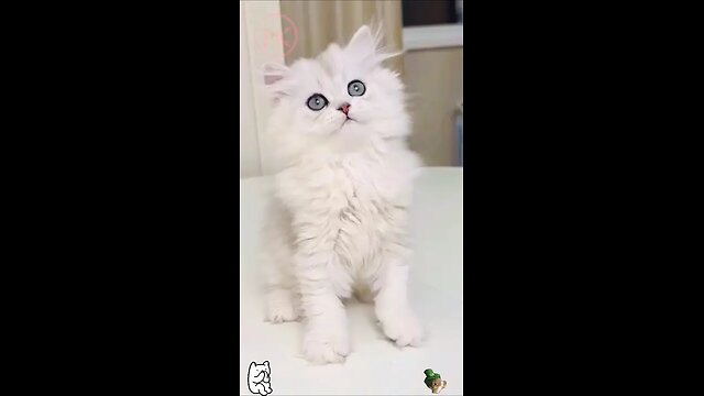 Cute little kitten 🤩🫣🤩 #shorts