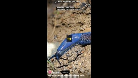 "Outsmarting Parasites: Unveiling the Clever Tactics of These Tiny Dominators"