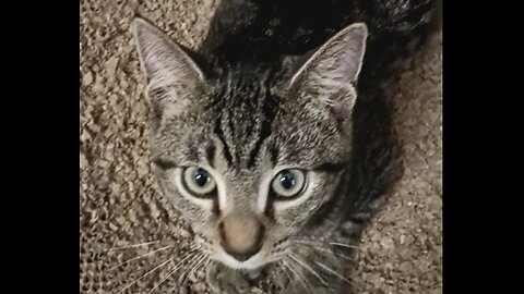 Kitty needs adoption!