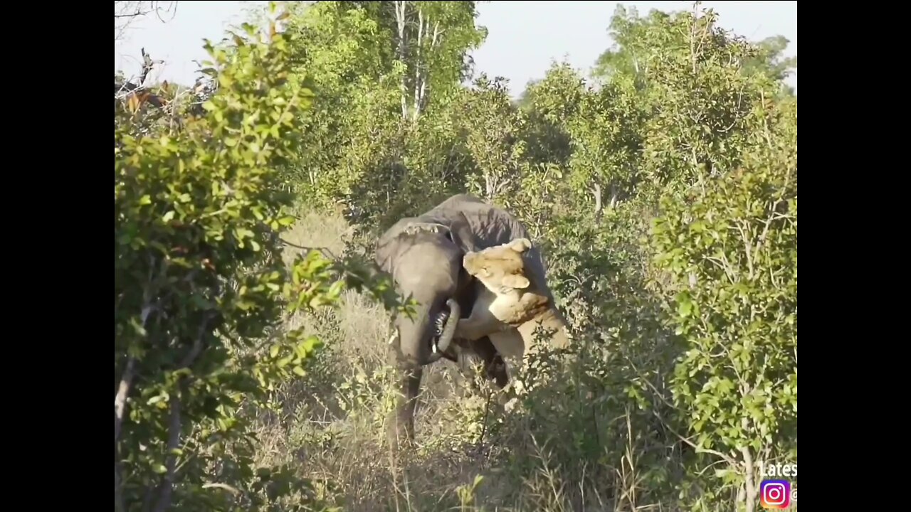 Lions Attack Young Elephant 🦁🐘 Savage Battle for Survival!
