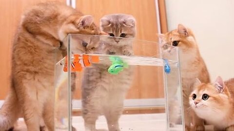 Kittens and Cats learn Сatches FISH. 🐟🐠 Too funny |Too cute